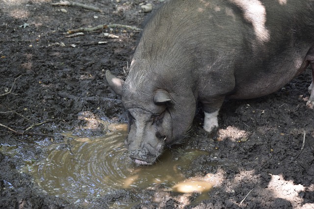 詹金斯的原 詹金斯的原